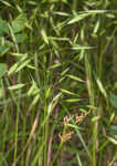 Rye brome